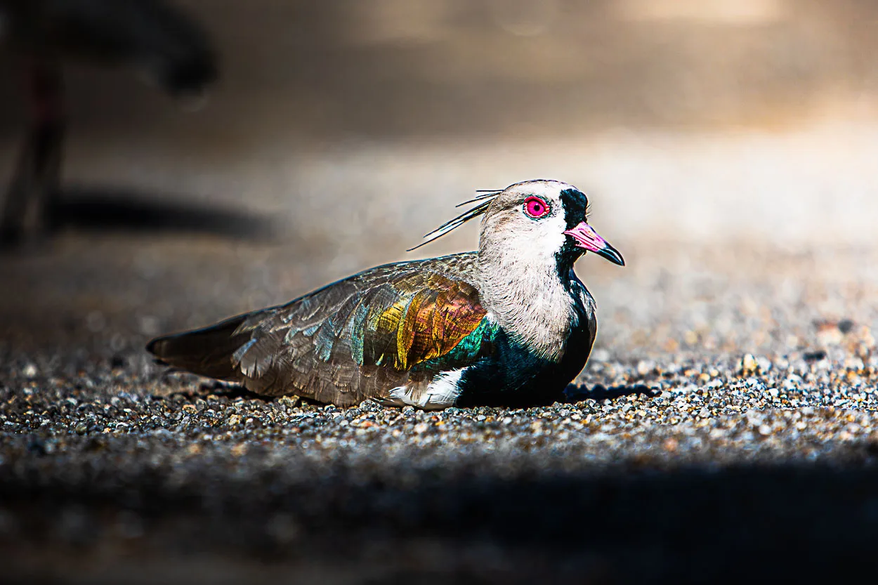 Plumas em Descanso