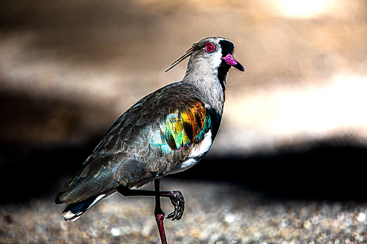Plumas Cintilantes